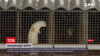 Новини світу: у Фінляндії почнуть вакцинувати норок від коронавірусу