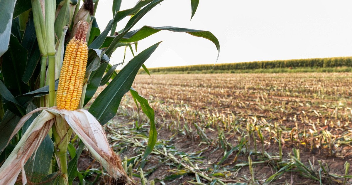 Коли сіяти кукурудзу
