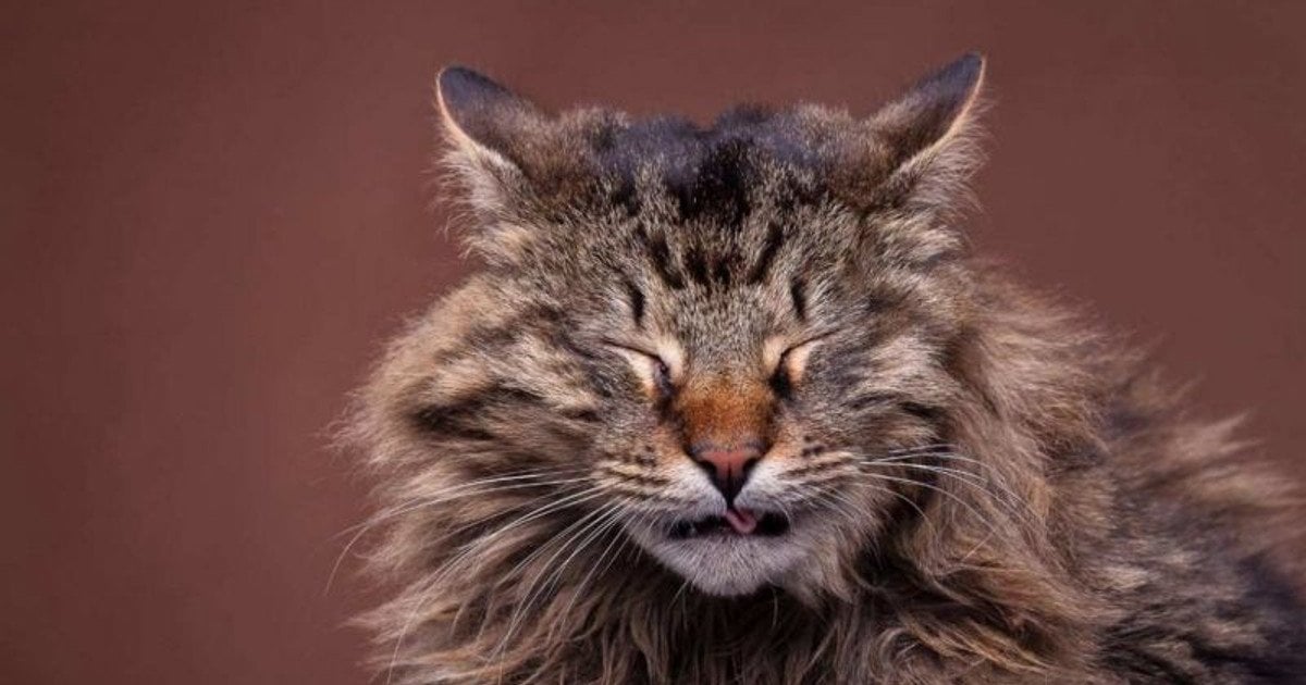 Чому плачуть коти