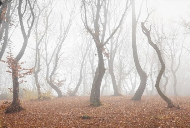 Лес Хойя-Бачу / © Shutterstock