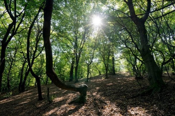 Лес Хойя-Бачу / © Shutterstock