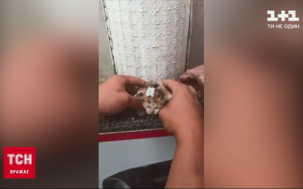 ГСЧС устроила спасательную операцию, чтобы достать из трубы котенка в Житомире