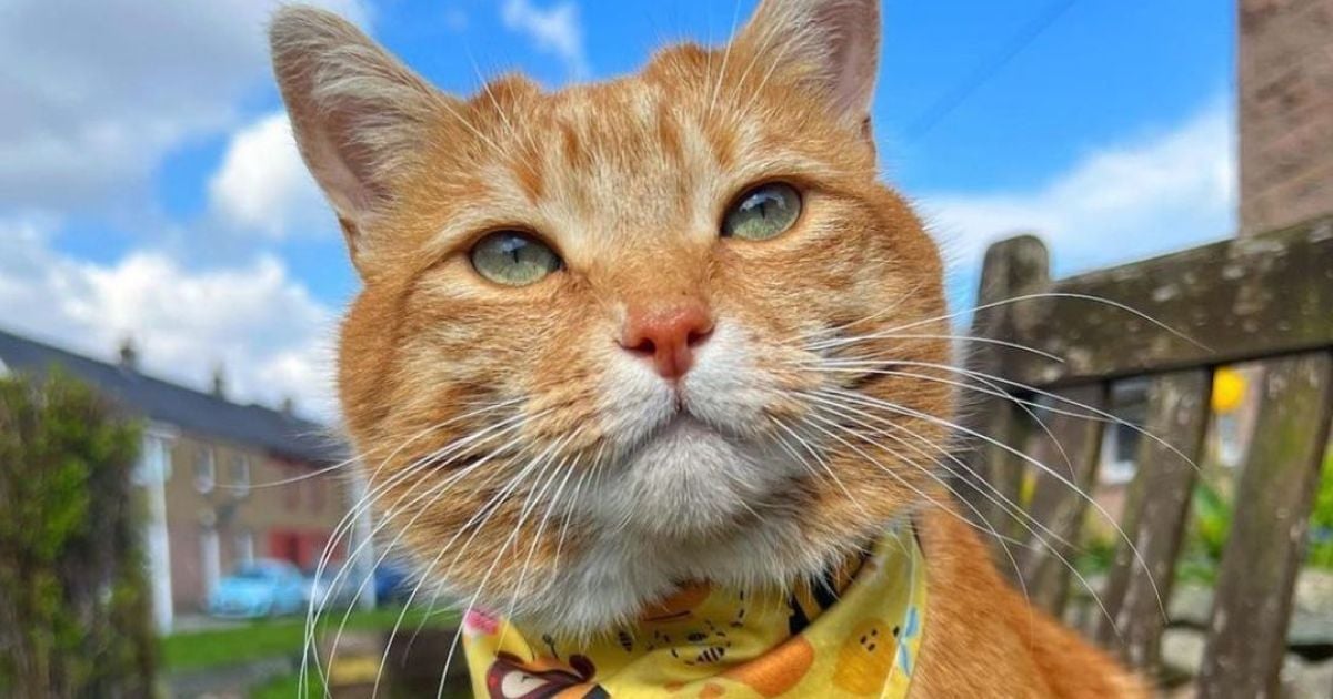 Жінка витратила чималу суму на лікування кота