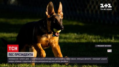 В американського президента Джо Байдена новий собака | Новости мира