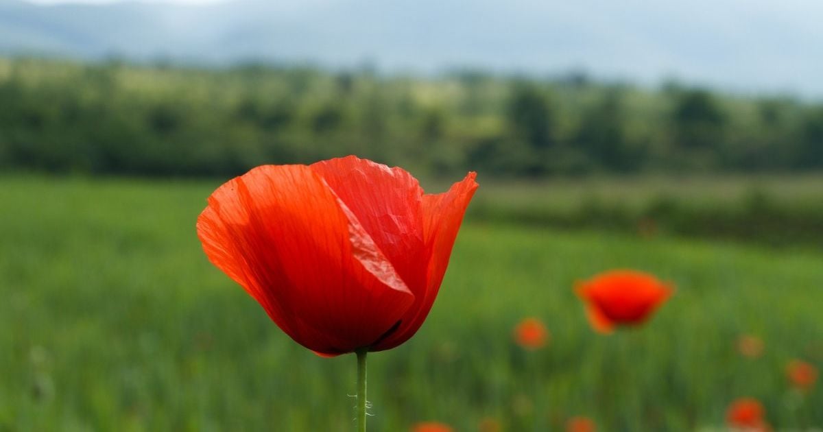 Понедельник будет прохладным, облачным и с дождями в отдельных регионах. Прогноз погоды на 21 мая