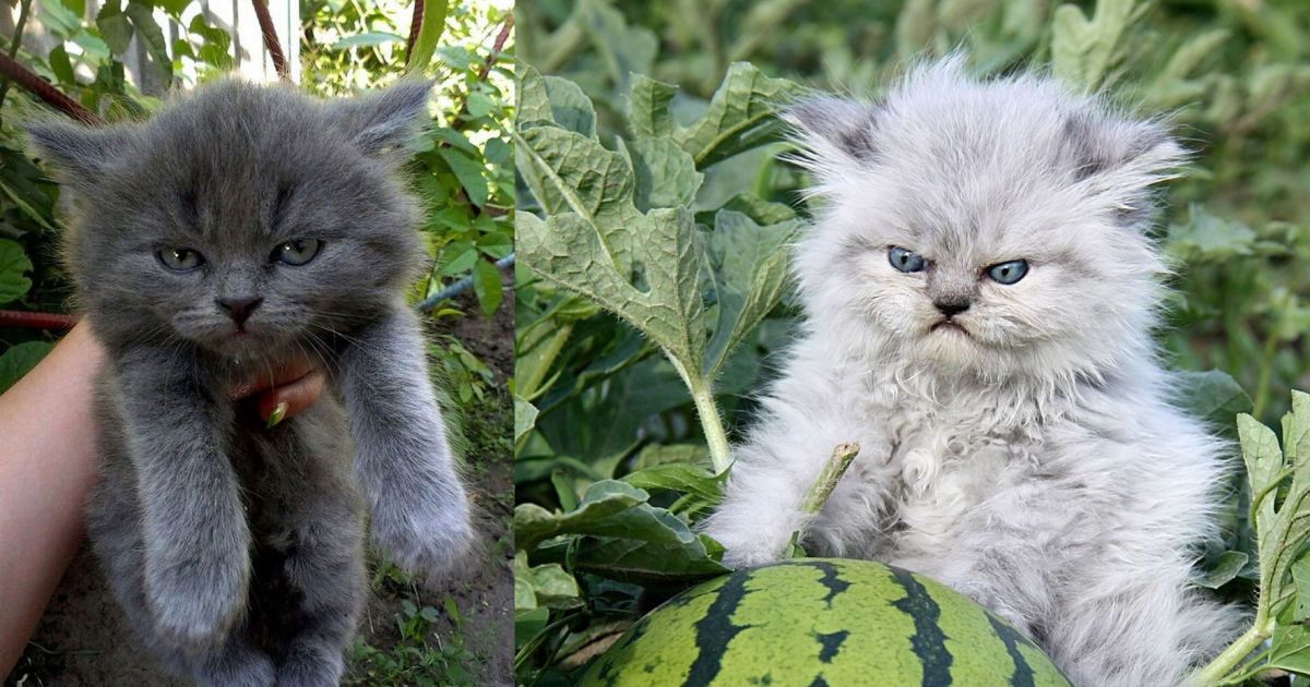 Плагіат промови Трампа та фото осатанілих котиків. Тренди Мережі