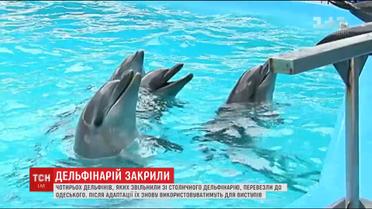 Київський дельфінарій закрили за жорстоке поводження із ссавцями