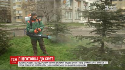 Охорона та обробка: лісники й комунальники почали вживати засоби захисту ялинок та сосон