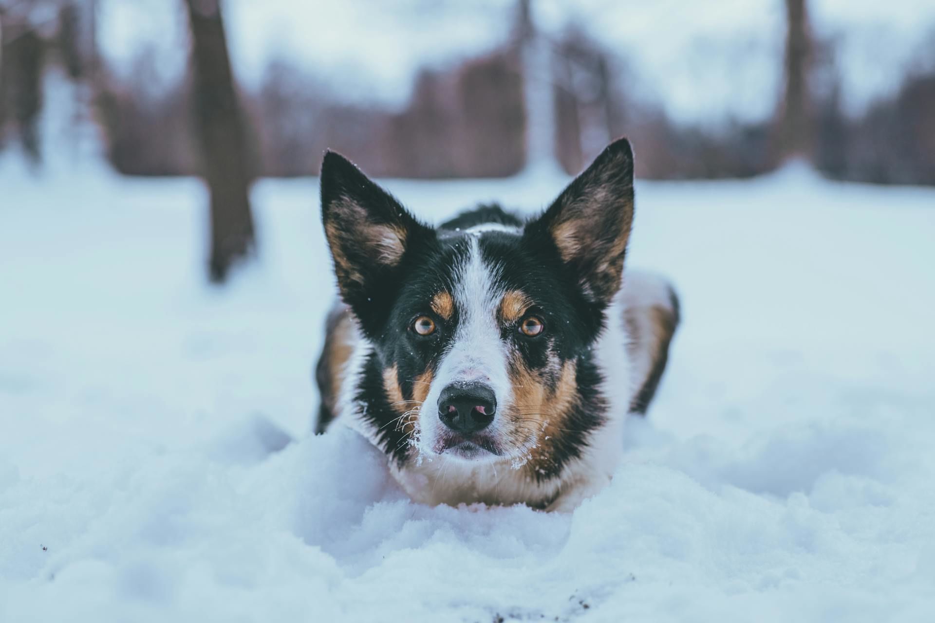 5 січня почути голосний гавкіт собак — до вдалого полювання протягом всього року / © Pexels