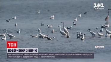 Новости Украины: в "Тузловские лиманы" из теплых краев вернулись белые цапли