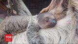 В Лондонском зоопарке показали новонородженного ленивца