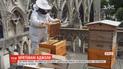 180 тысяч пчел, которые жили на крыше Нотр-Дама, выжили во время пожара