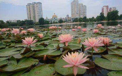 В Киеве на озере расцвел сад разноцветных нимфей (фото)