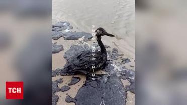 Катастрофа глобального масштаба! Разлив мазута возле Керчи поражает масштабами