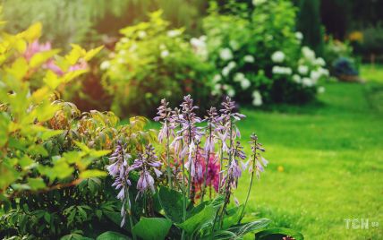 Обрезка, полив и профилактика болезней: что нужно сделать в саду в августе