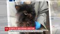 Жительница Луцка нашла кота, который потерялся 5 лет назад