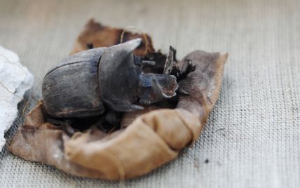 В Египте впервые нашли коллекцию мумифицированных жуков-скарабеев
