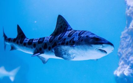В Австралії неподалік пляжу акула напала на серфера