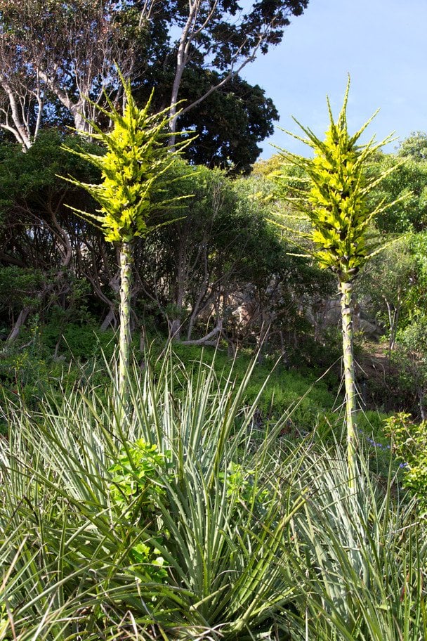 Пуя чилійська / © Credits