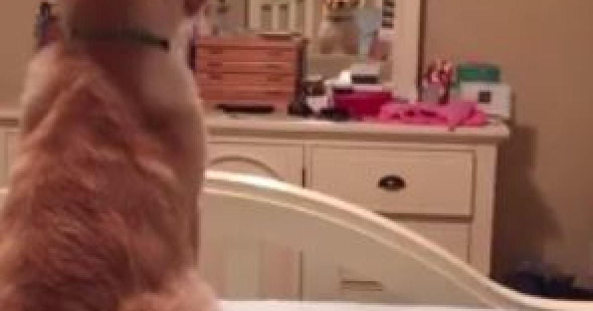 Юзеров порадовало видео забавного собаки, который "соревнуется" с зеркалом