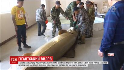 В Китае рыбак поймал гигантскую калугу, которая весит более 500 килограмм