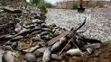 В Іраку стався масовий мор риби, через забруднення річок життю мільйонів людей загрожує небезпека