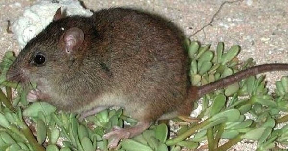 Убийственный климат. Глобальное потепление впервые стерло с лица Земли целый вид млекопитающих