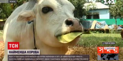 Новости мира: Индия и Бангладеш выясняют, чья корова попадет в Книгу рекордов Гиннеса