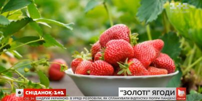 Чи знизяться ціни на ягоди та городину цього сезону