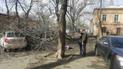 В центре Одессы ураган повалил дерево и убил пожилую женщину