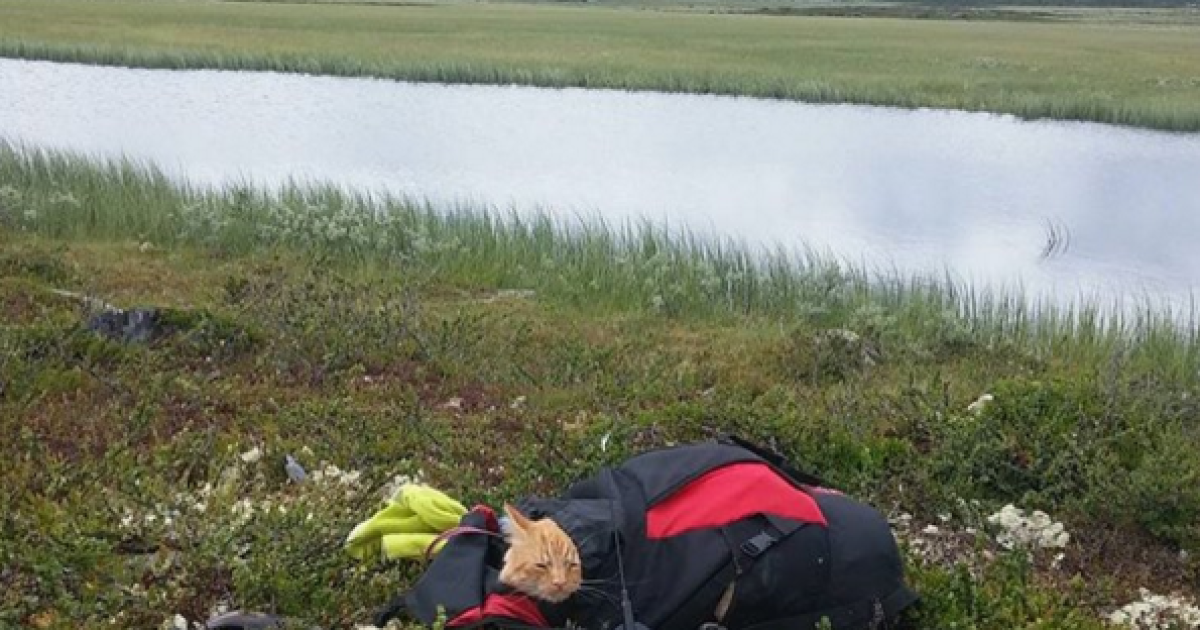 коти подорожують_8 / © Camping With Cats