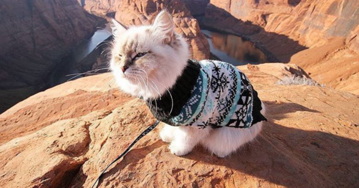 коти подорожують_3 / © Camping With Cats