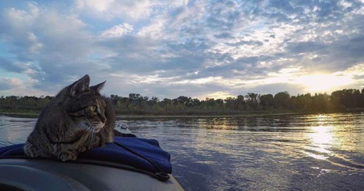 коти подорожують_2 / © Camping With Cats