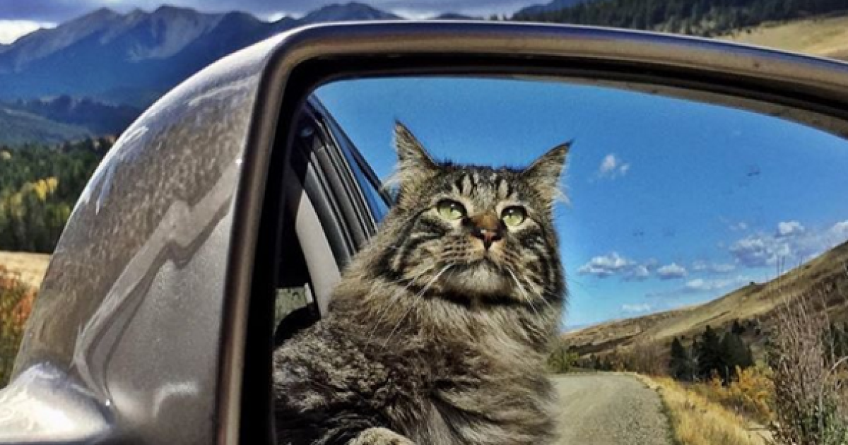 коти подорожують_12 / © Camping With Cats