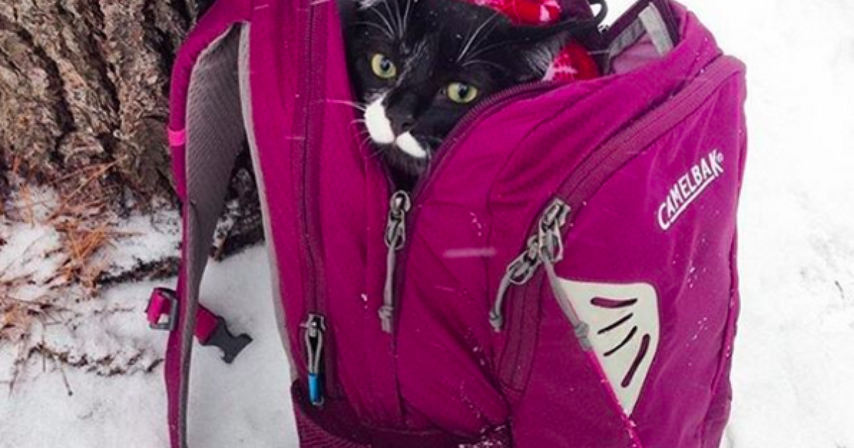 коти подорожують_6 / © Camping With Cats