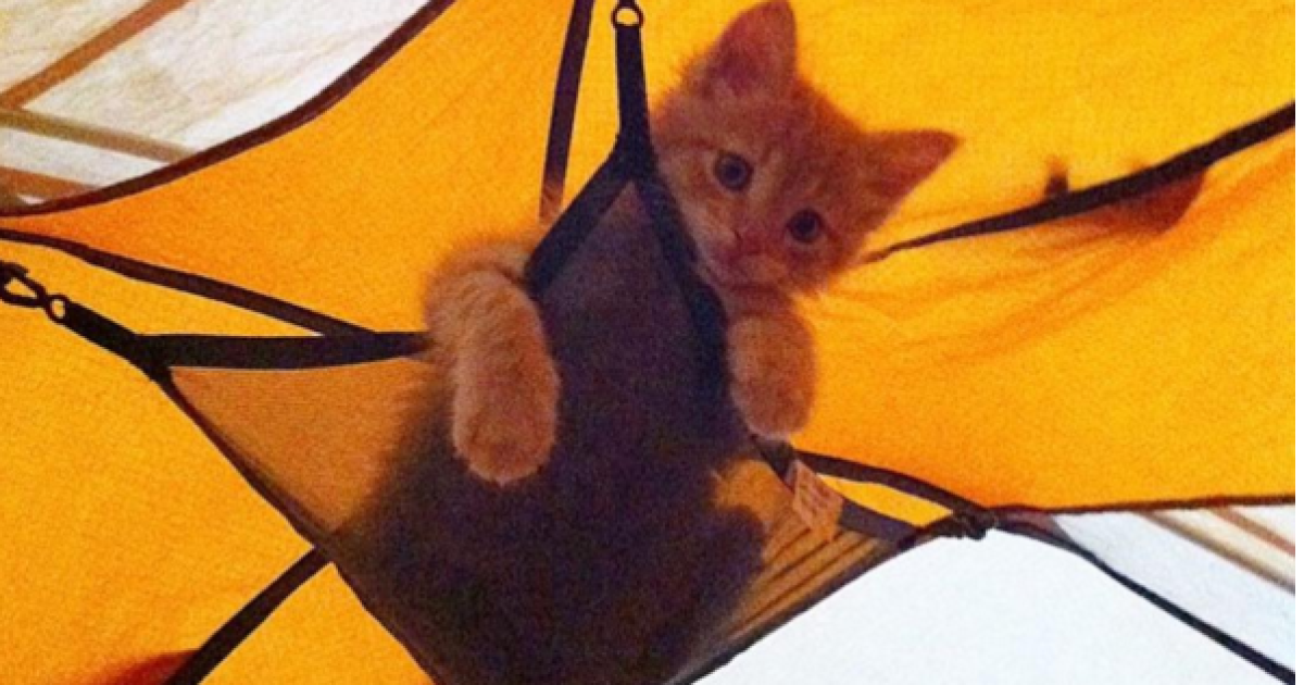 коти подорожують_10 / © Camping With Cats