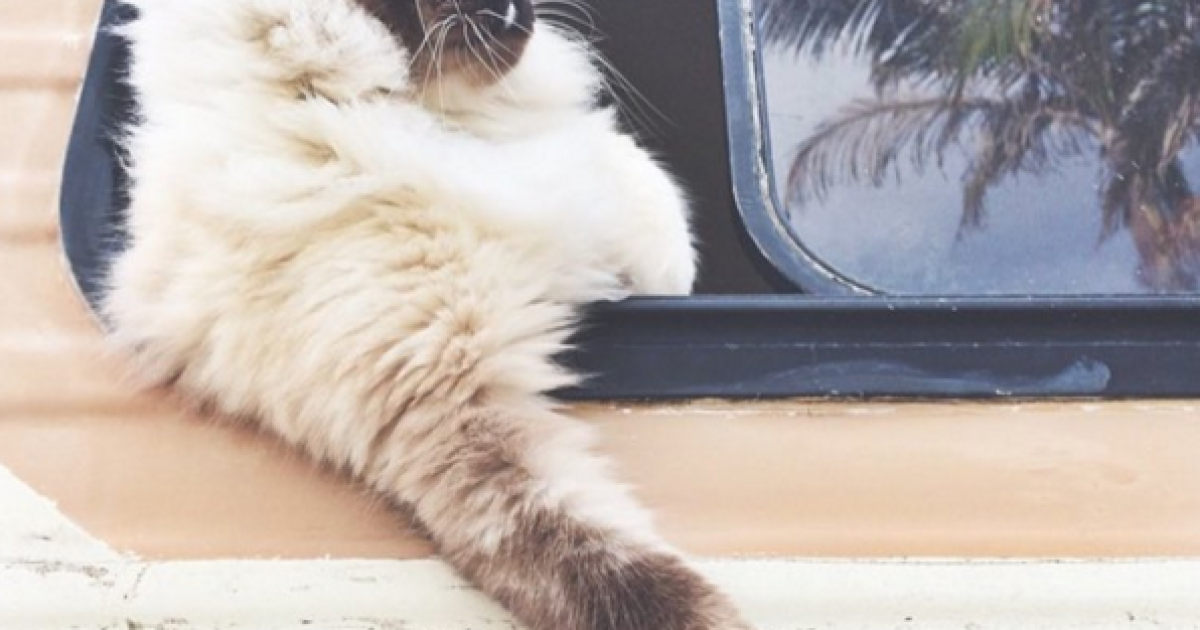 коти подорожують_9 / © Camping With Cats