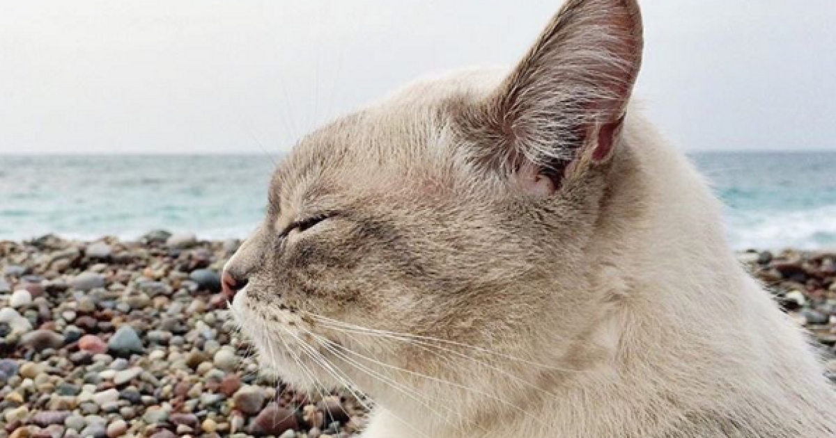 коти подорожують_4 / © Camping With Cats