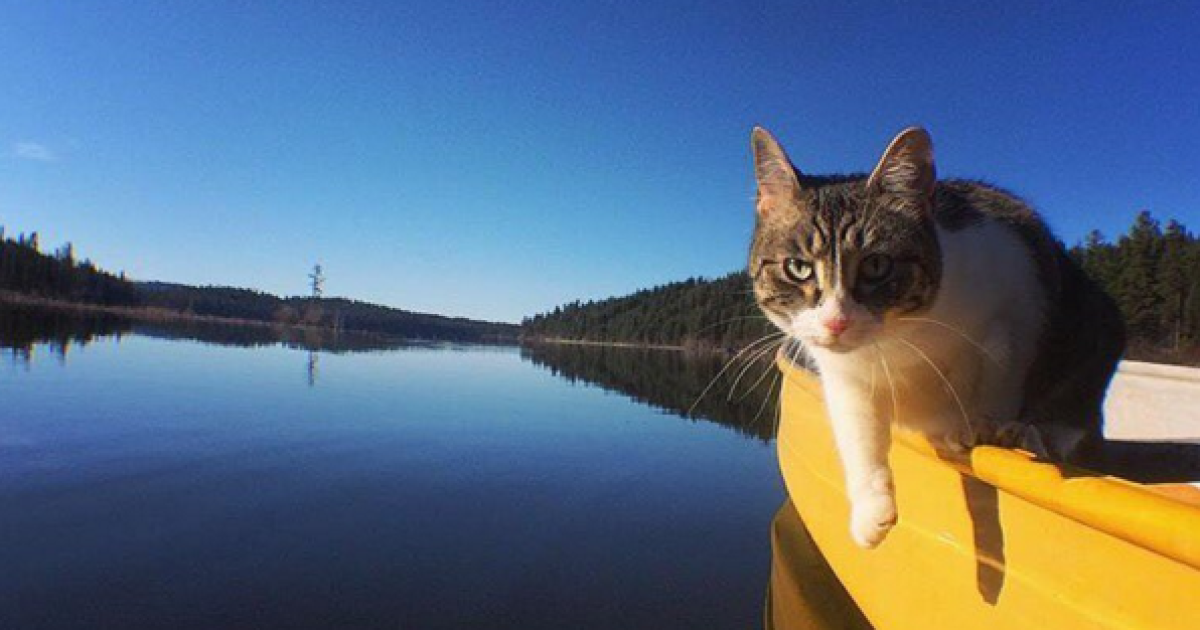 Коты-экстремалы: американец создал Инстаграм для путешествующих животных