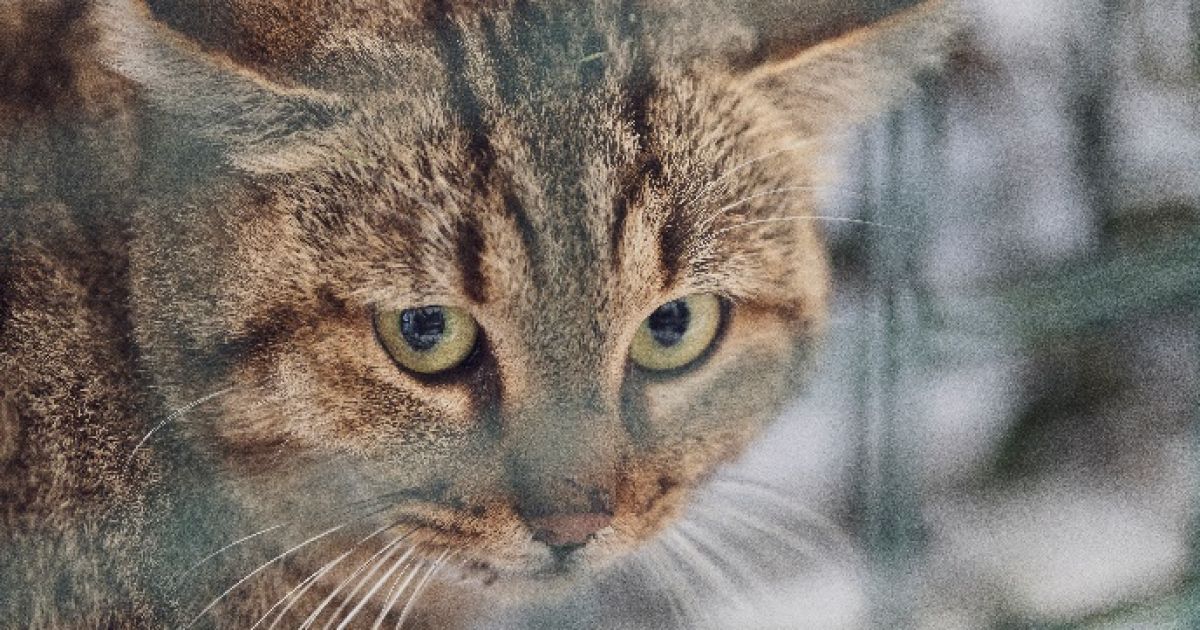 Вчені виявили новий вид котів: в чому їхня особливість (фото)