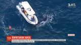 Поблизу узбережжя Голд-Косту врятували кита, який заплутався у риболовних тенетах