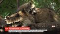 В одесском зоопарке родились четверо детенышей енота