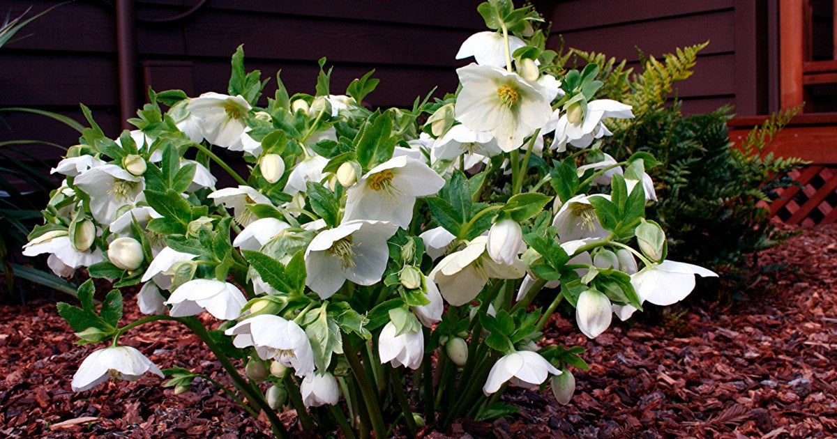 Який багаторічник цвіте вже у квітні