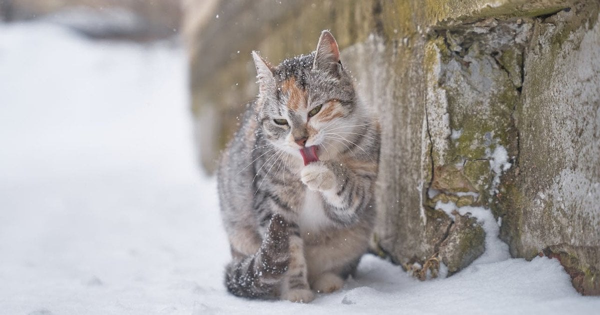 Який сьогодні, 18 лютого, день ангела