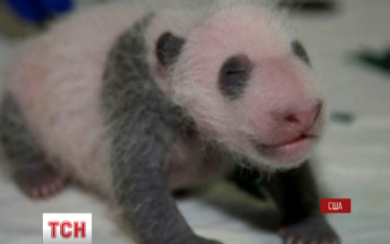Американский зоопарк на фото продемонстрировал, как росла крошечная панда