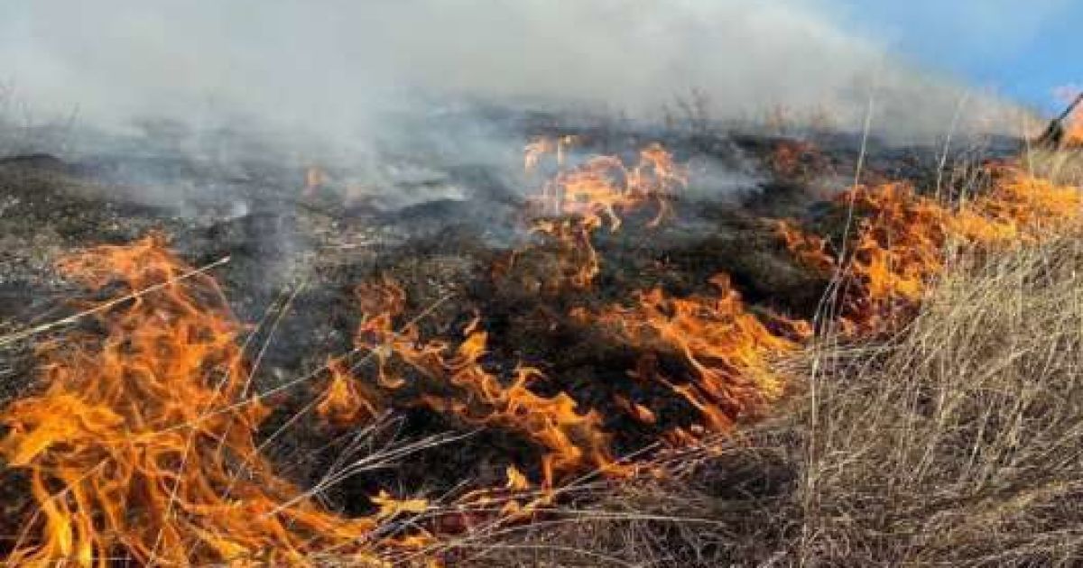 The fire in Dzharylhach destroyed the entire nature reserve zone