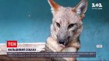 Новини світу: родина з Перу купувала собі собаку, але той виявився лисицею