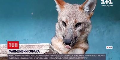 Новини світу: родина з Перу купувала собі собаку, але той виявився лисицею