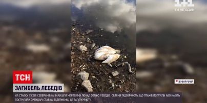 Новости Винницкой области: на ставке нашли более сотни мертвых лебедей
