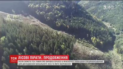 Лісові пірати. ТСН.Тиждень розбирався, чому ліси в Україні вирубують, незважаючи на закони